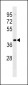 VN1R2 Antibody (N-term)